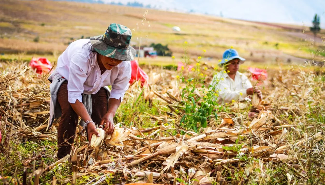 Corn wet-milling and processing representing Golden Growers Cooperative ProGold plant