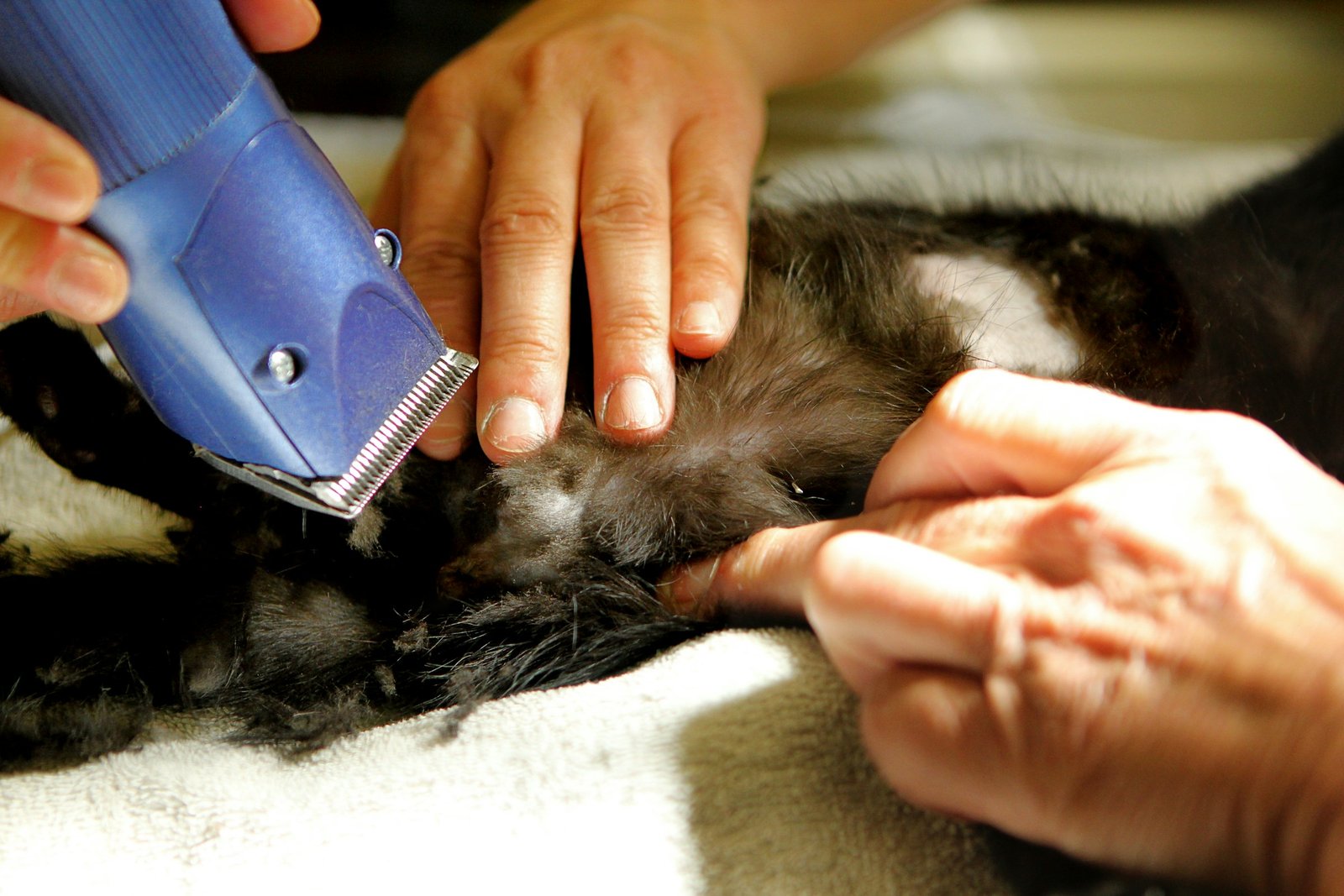 Veterinary clinic examination representing Jaguar canine crofelemer trial