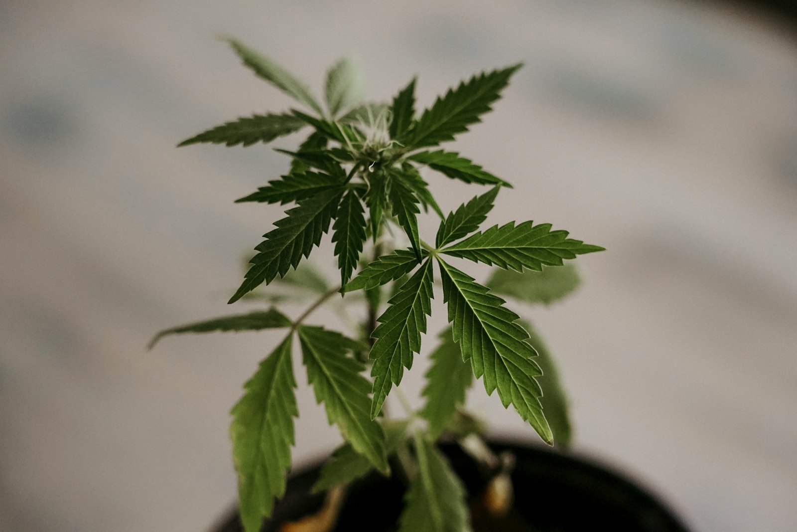 California cannabis cultivation facility representing LEEF Brands vertical integration