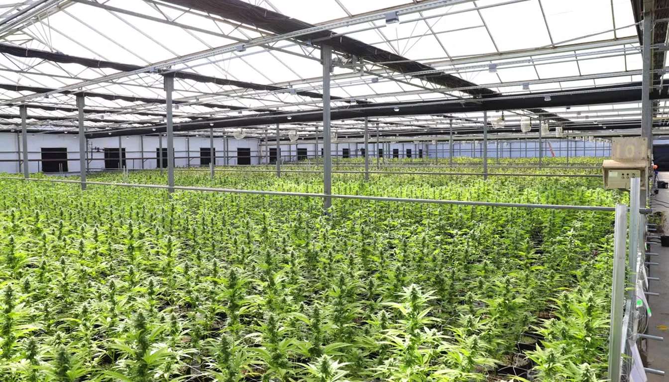 Safe Harbor cannabis banking